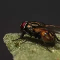 Casa com moscas? Descubra a planta que elas odeiam e afaste doenças imagem