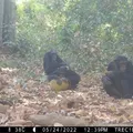 Chimpanzés são flagrados compartilhando frutas alcoólicas imagem
