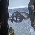 'Cliente' inesperada: cobra surge em funerária na Bahia imagem