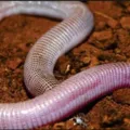'Cobra-de-duas cabeças': entenda as características desse animal imagem