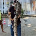 Cobra é encontrada em árvore na Faculdade de Arquitetura da UFBA imagem