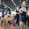 Companhias aéreas podem negar embarque de animais de suporte emocional imagem