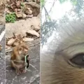 Crime animal? Macaco rouba celular de turista e faz selfies imagem