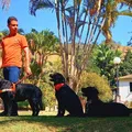Dia do Cão-Guia; data celebra animais que ajudam na inclusão imagem