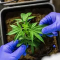 Distribuição gratuita de medicamentos de Cannabis pode ser retomada imagem