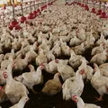 Galinha coloca um ovo em formato de meia-lua; veja caso inusitado imagem
