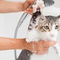 Gatos precisam de banho? Veterinária dá dicas de higienização imagem