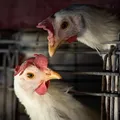 Gripe aviária: governo emite pedido para que países não penalizem Brasil imagem