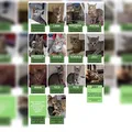 Homem é investigado por realizar experimentos macabros e rituais com gatos imagem