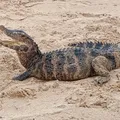 Jacaré é resgatado por polícia ambiental em praia de Salvador imagem