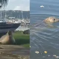 Leão-marinho é visto nadando em Salvador; veja vídeo imagem