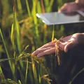 Medindo a pegada de carbono dos nossos alimentos imagem