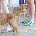 Nomes de pet mais usados no Brasil em 2025: veja quais estão bombando imagem