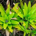 Nova espécie de bromélia já em extinção é descoberta na Bahia imagem