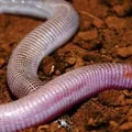Nova espécie de réptil é descoberta na Bahia: "É parente das cobras" imagem