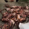 PM apreende 450 kg de lagosta em operação no interior da Bahia imagem