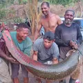 Peixe gigante de 80 kg e dois metros é capturado em rio na Bahia imagem