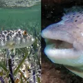 Peixe mais venenoso do mundo é consumido no Brasil e exige cuidado imagem