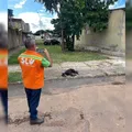 Pit-bull solto é abatido pela PM após ataque a moradores imagem