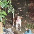 Pitbull ataca e mata bebê de três meses imagem