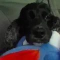 Pitbull mata cadela e deixa tutora ferida no interior da Bahia imagem