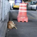 Prefeitura decreta multa para quem abandonar animais na rua imagem