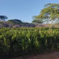 Preso ex-prefeito suspeito de financiar plantação de maconha imagem