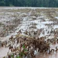 Produtores poderão contar com seguros de riscos para crises climáticas imagem