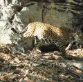 Programa de preservação de onças na Bahia enaltece riqueza da Caatinga imagem