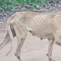 Projeto visa suspender CNH de quem abandonar animal e ajuda a coibir ação imagem