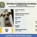 Sinpatinhas abre caminho para combate ao abandono imagem