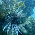 Terror aquático, Peixe-leão é capturado na Baía de Todos-os-Santos imagem