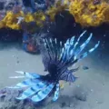 VÍDEO: Mergulhador captura peixe raro no Porto da Barra, em Salvador imagem