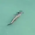 Vídeo: crocodilo ataca homem e nada com o corpo na boca imagem