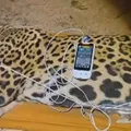 Vídeo: onça que matou caseiro é capturada no Pantanal imagem