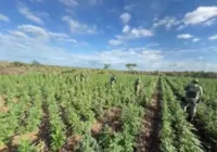 90 mil pés de maconha são destruídos em operação da PM imagem