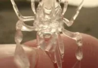 "Alien transparente" é encontrado no fundo do mar após tempestade imagem