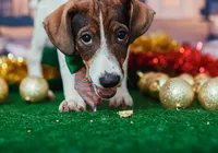 Animais podem ser inclusos como dependentes no Imposto de Renda imagem