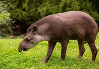 Antas são atacadas por cães em Parque Nacional imagem