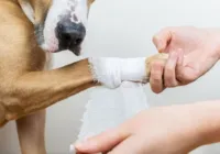 Após erro, Prefeitura de Catu deve fazer cirurgia corretiva em cão imagem