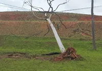 Árvore caída há 4 dias segue pendurada em fios em avenida de Salvador