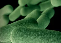Bactéria resistente pode matar 39 milhões de pessoas até 2050 imagem