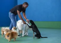 Cães atores da Bahia brilham em filmes e comerciais de TV imagem