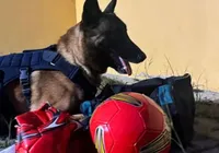 Cão de nome Messi, da PRF, encontra drogas em bolas de futebol imagem