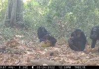 Chimpanzés são flagrados compartilhando frutas alcoólicas imagem