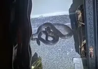 'Cliente' inesperada: cobra surge em funerária na Bahia imagem