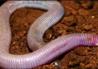 'Cobra-de-duas cabeças': entenda as características desse animal imagem