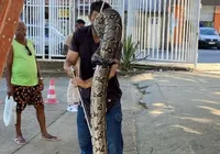 Cobra é encontrada em árvore na Faculdade de Arquitetura da UFBA imagem