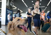 Companhias aéreas podem negar embarque de animais de suporte emocional imagem
