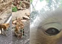 Crime animal? Macaco rouba celular de turista e faz selfies imagem